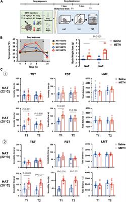 The Role of Hyperthermia in Methamphetamine-Induced Depression-Like Behaviors: Protective Effects of Coral Calcium Hydride